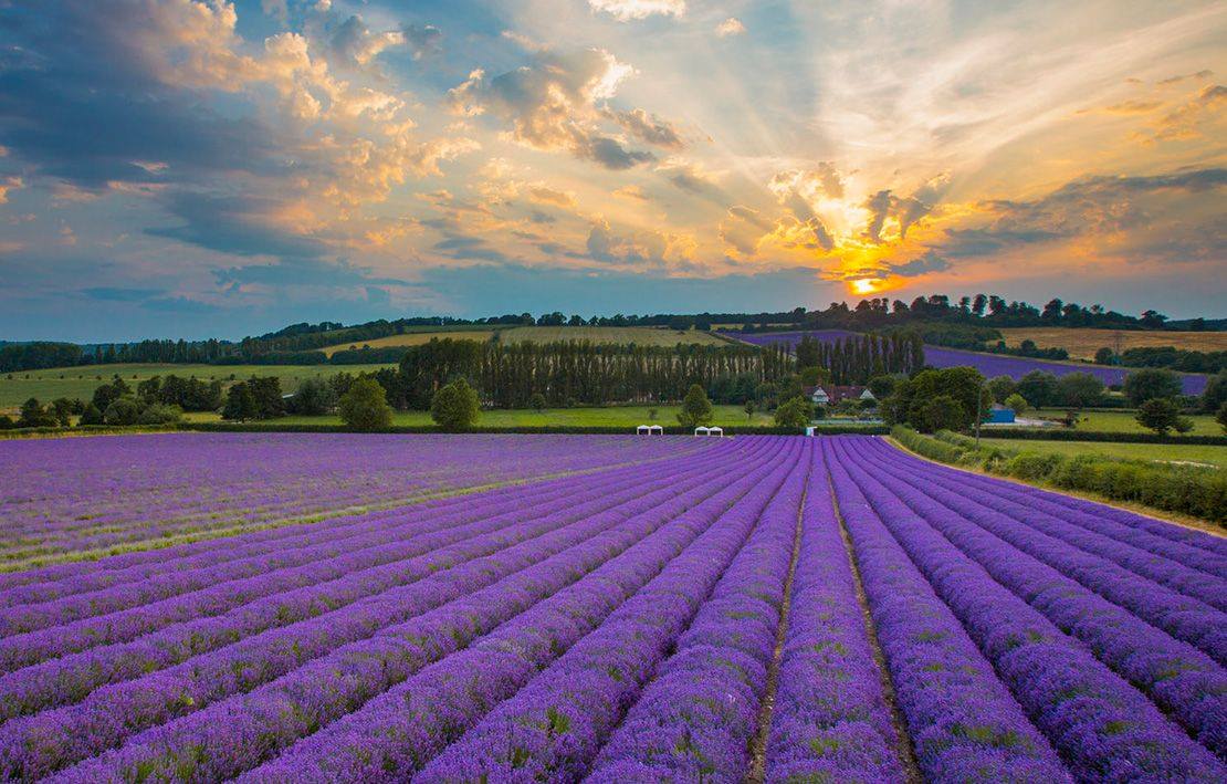 Castle Farm, home of Kentish Lavender